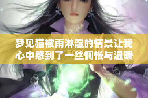 梦见猫被雨淋湿的情景让我心中感到了一丝惆怅与温暖